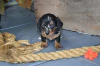 Tasha, a female Dachshund for sale in Withee, WI – 2 of 5