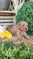 Rugar, a male Cavapoo for sale in Withee, WI – 3 of 6