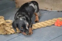 Trixie, a female Dachshund for sale in Withee, WI – 2 of 5