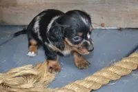 Tasha, a female Dachshund for sale in Withee, WI – 4 of 5
