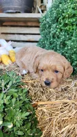 Ruby, a female Cavapoo for sale in Withee, WI – 2 of 6