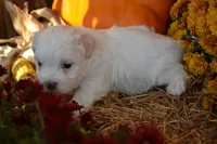 Sawyer, a male Maltese and Shih Tzu for sale in Greenwood, WI – 3 of 5