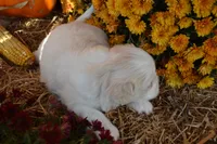 Syke, a female Maltese and Shih Tzu for sale in Greenwood, WI – 4 of 6