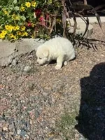 Hazel, a female German Shepherd Dog for sale in Withee, WI – 4 of 5