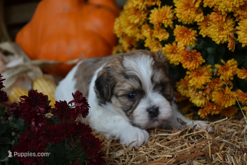 Scotty – Maltese, Shih Tzu puppy for sale in Greenwood, WI
