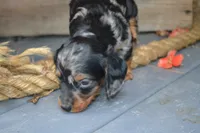 Toby, a male Dachshund for sale in Withee, WI – 3 of 5