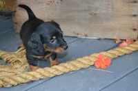 Toffee, a female Dachshund for sale in Withee, WI – 3 of 5