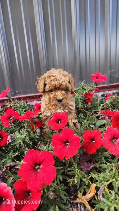 Lucy – Cavapoo, Poodle - Miniature  puppy for sale in Greenwood, WI