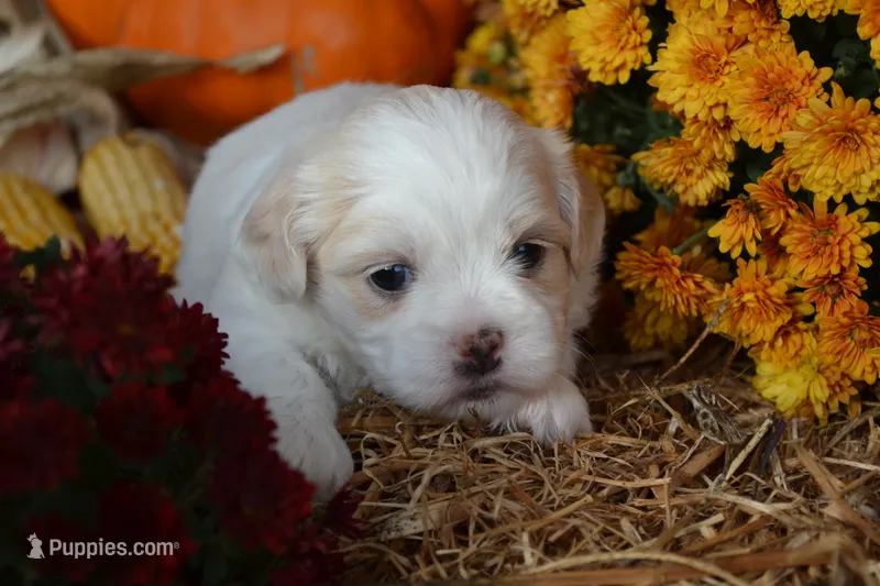Syke – Maltese, Shih Tzu puppy for sale in Greenwood, WI