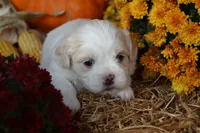 Syke, a female Maltese and Shih Tzu for sale in Greenwood, WI – 1 of 6