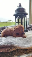 Pumpkin, a male Cavapoo for sale in Greenwood, WI – 3 of 7