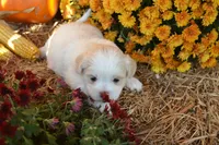 Syke, a female Maltese and Shih Tzu for sale in Greenwood, WI – 5 of 6