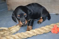 Tucker, a male Dachshund for sale in Withee, WI – 5 of 6