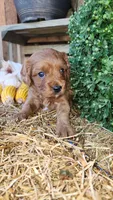 Rugar, a male Cavapoo for sale in Withee, WI – 5 of 6