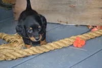 Toffee, a female Dachshund for sale in Withee, WI – 5 of 5