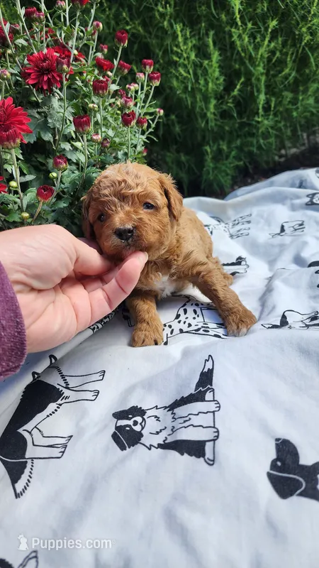 Lucy – Cavapoo, Poodle - Miniature  puppy for sale in Greenwood, WI