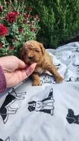 Lucy, a female Cavapoo and Poodle - Miniature  for sale in Withee, WI – 2 of 3