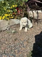 Hazel, a female German Shepherd Dog for sale in Withee, WI – 2 of 5