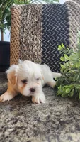 Sawyer, a male Mal Shi for sale in Greenwood, WI – 5 of 6