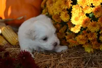 Sawyer, a male Maltese and Shih Tzu for sale in Greenwood, WI – 5 of 5