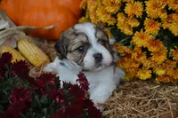 Scotty, a male Maltese and Shih Tzu for sale in Greenwood, WI – 4 of 5