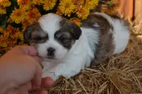 Snoopy, a male Maltese and Shih Tzu for sale in Greenwood, WI – 3 of 5