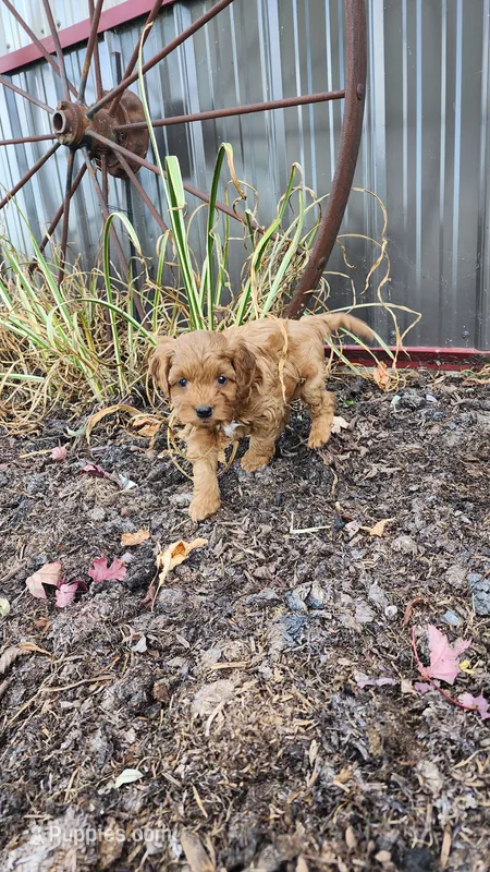 Lexi – Cavapoo, Poodle - Miniature  puppy for sale in Greenwood, WI