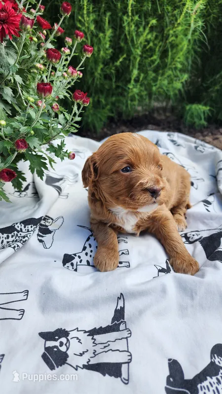 Lily – Cavapoo, Poodle - Miniature  puppy for sale in Withee, WI