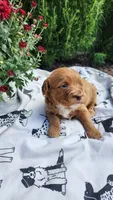 Lily, a female Cavapoo and Poodle - Miniature  for sale in Withee, WI – 1 of 3
