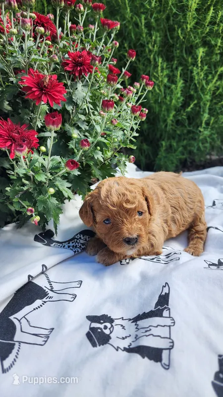 Lucy – Cavapoo, Poodle - Miniature  puppy for sale in Withee, WI