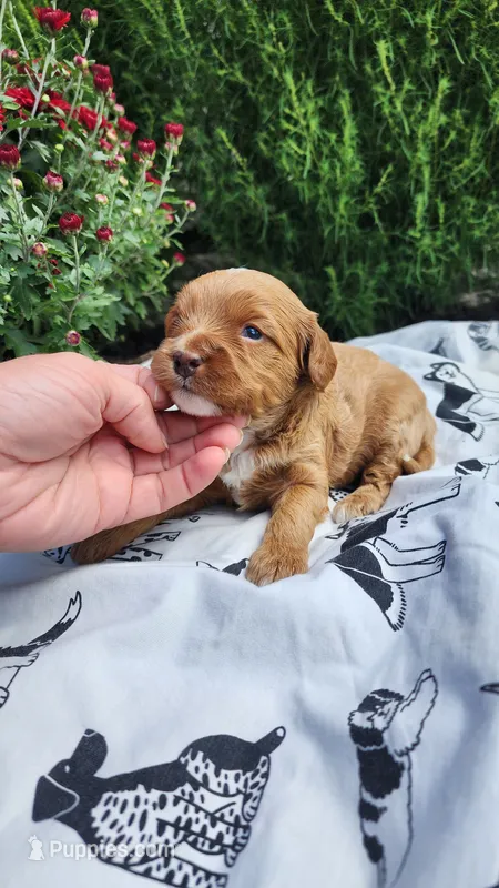 Lily – Cavapoo, Poodle - Miniature  puppy for sale in Greenwood, WI