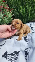 Lily, a female Cavapoo and Poodle - Miniature  for sale in Withee, WI – 2 of 3