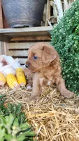 Rugar, a male Cavapoo for sale in Withee, WI – 6 of 6