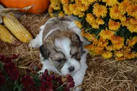 Scotty, a male Maltese and Shih Tzu for sale in Greenwood, WI – 5 of 5