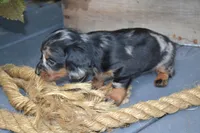 Trixie, a female Dachshund for sale in Withee, WI – 4 of 5