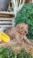 Rugar, a male Cavapoo for sale in Withee, WI – 2 of 6