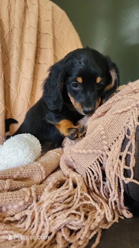 Toffee – Dachshund puppy for sale in Withee, WI