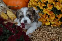 Scotty, a male Maltese and Shih Tzu for sale in Greenwood, WI – 2 of 5