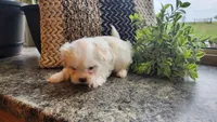 Sawyer, a male Mal Shi for sale in Greenwood, WI – 3 of 6