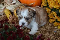 Sevin, a male Maltese and Shih Tzu for sale in Greenwood, WI – 3 of 5