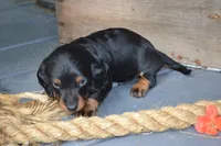 Tucker, a male Dachshund for sale in Withee, WI – 2 of 6