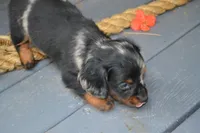 Trixie, a female Dachshund for sale in Withee, WI – 3 of 5