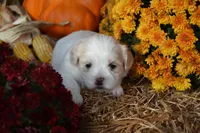 Syke, a female Maltese and Shih Tzu for sale in Greenwood, WI – 2 of 6