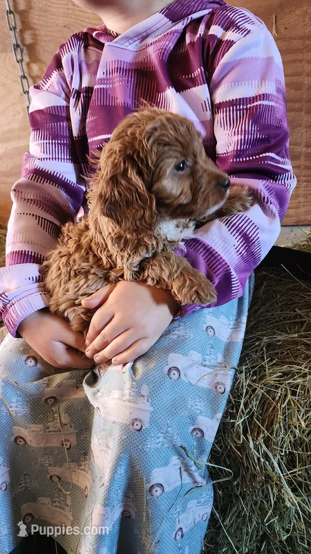 Lily – Cavapoo, Poodle - Miniature  puppy for sale in Greenwood, WI