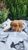 Lily, a female Cavapoo and Poodle - Miniature  for sale in Withee, WI – 3 of 3