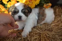 Snoopy, a male Maltese and Shih Tzu for sale in Greenwood, WI – 2 of 5