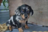 Talia, a female Dachshund for sale in Withee, WI – 2 of 5