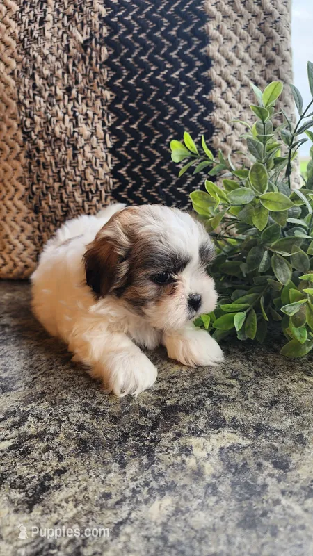 Storme – Maltese, Shih Tzu puppy for sale in Greenwood, WI