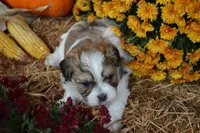 Scotty, a male Maltese and Shih Tzu for sale in Greenwood, WI – 3 of 5