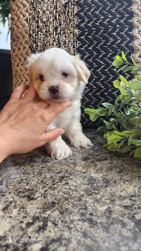 Sawyer – Mal Shi puppy for sale in Greenwood, WI
